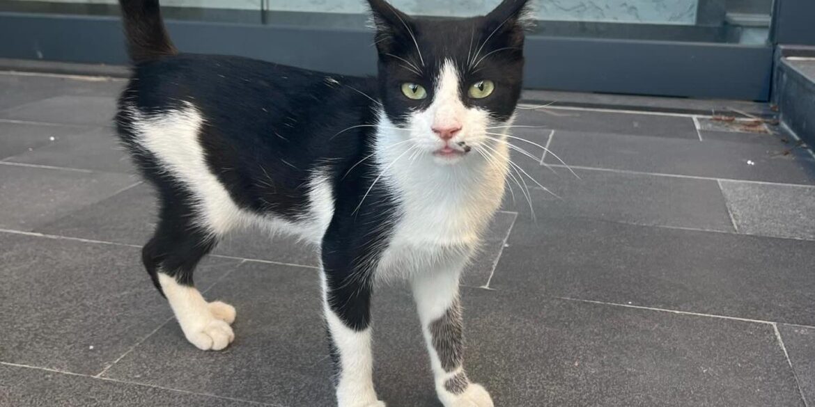 hasancankayahck 1718815654 3393994158139115344 405010045