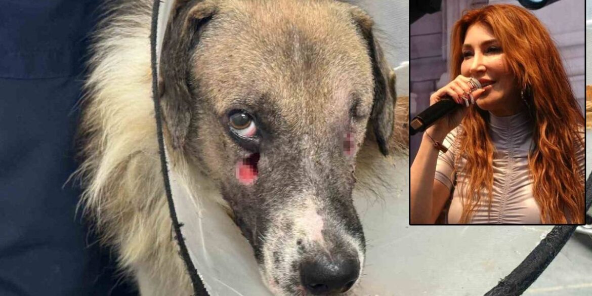 hande yener ates adli kopegi sahiplendi 05