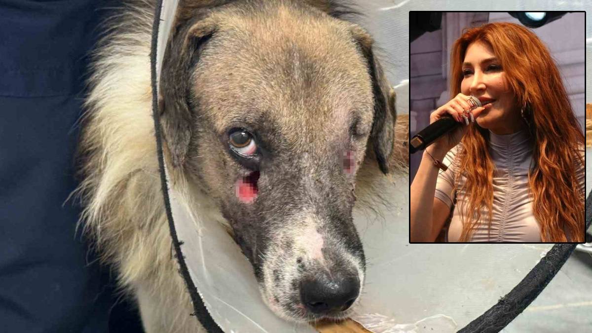 hande yener ateş adlı köpeği sahiplendi-05