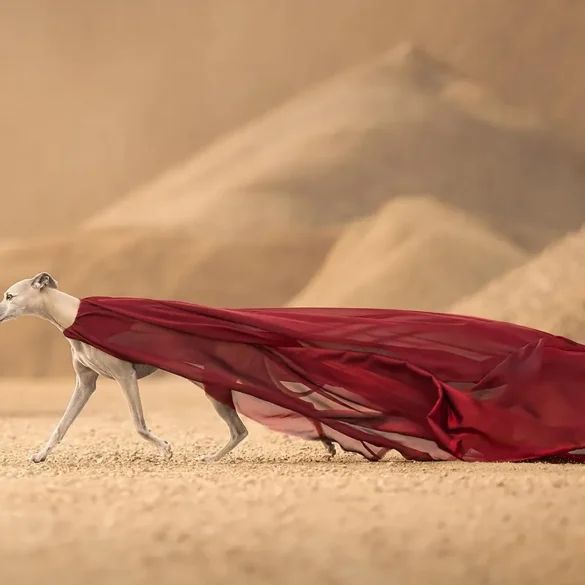 2024 Köpek Fotoğrafçılığı Ödülleri Sahiplerini Buldu 19 kapak.jpg