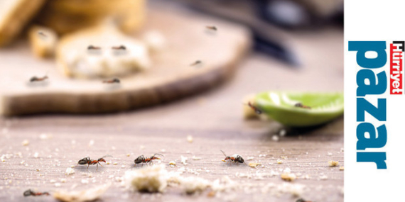 Evdeki-Davetsiz-Misafirlere-Karsi-Dogal-ve-Etkili-Onlemler-featured