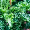 Mucize-Besin-Kale-Gecmisin-Yoksul-Asi-Bugunun-Super-Gidasi-featured