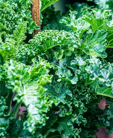 Mucize-Besin-Kale-Gecmisin-Yoksul-Asi-Bugunun-Super-Gidasi-featured