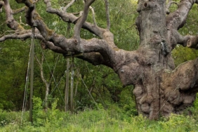 Robin-Hood8217un-siginagi-1200-yillik-efsanevi-Buyuk-Mese-oldu-featured