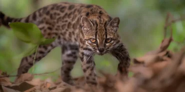 103-Yil-Sonra-Bir-Ilk-Yeni-Kedi-Turu-Leopardus-tilcayo-Kesfedildi-featured