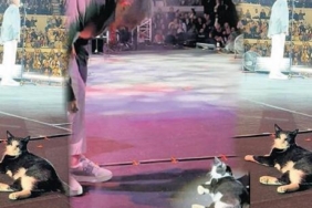 Hakan-Altun8217un-Konserinde-Kedi-Dikkat-Cekti-featured