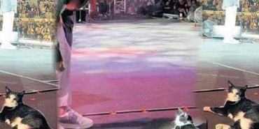 Hakan-Altun8217un-Konserinde-Kedi-Dikkat-Cekti-featured